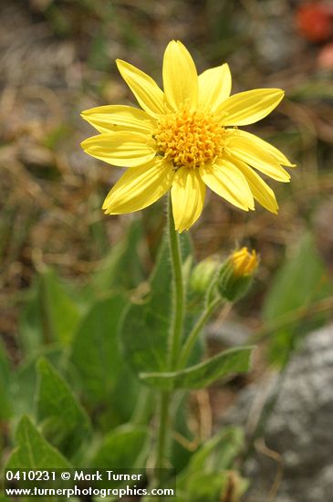 Sticky Arnica blossom & foliage