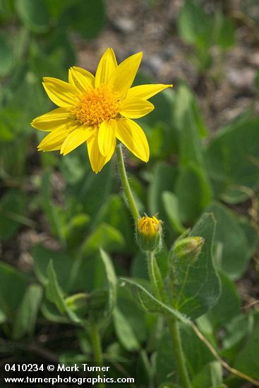 Sticky Arnica blossom & foliage