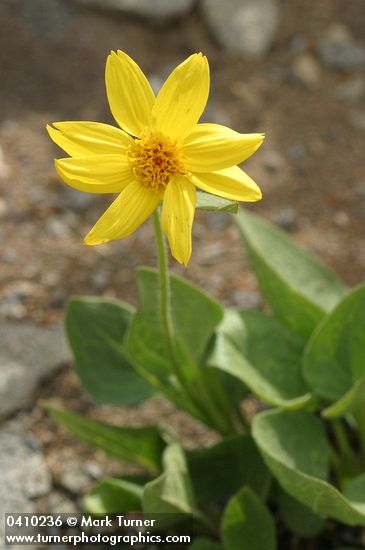 Sticky Arnica blossom & foliage
