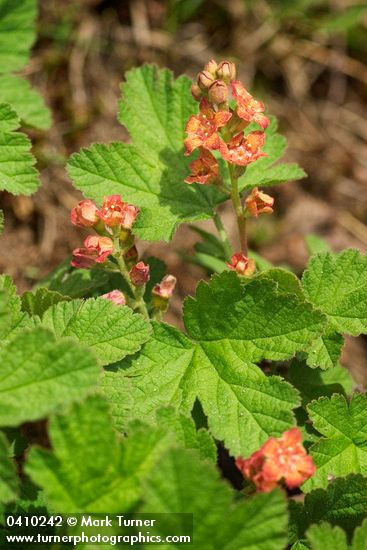 Crater Lake Currant blossoms & foliage