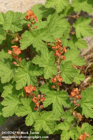 Crater Lake Currant