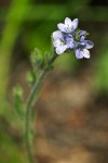 Alpine Speedwell blossoms