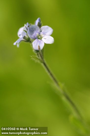 Alpine Speedwell blossoms