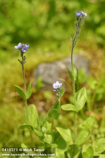Alpine Speedwell
