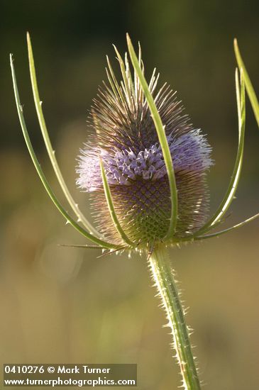 Fuller's Teasel blossoms