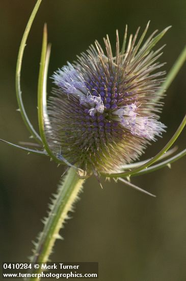 Fuller's Teasel blossoms