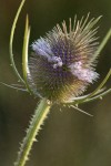Fuller's Teasel blossoms
