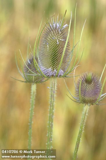 Fuller's Teasel blossoms