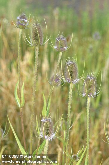 Fuller's Teasel
