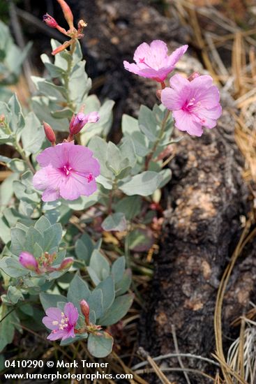 Siskiyou Mountains Willowherb