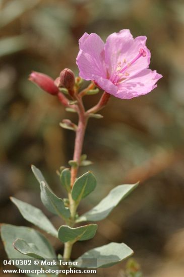 Siskiyou Mountains Willowherb blossom & foliage detail