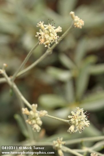 Waldo Buckwheat blossoms