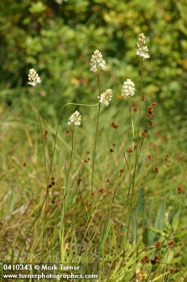 Western False Asphodel