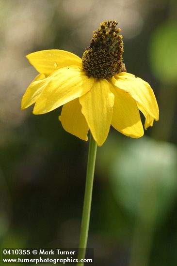 California Coneflower blossom detail