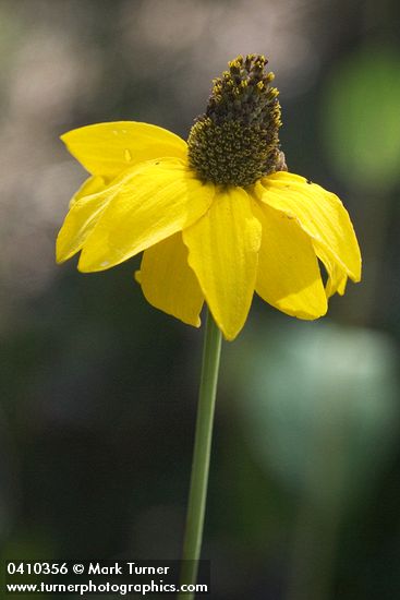California Coneflower blossom detail
