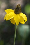 California Coneflower blossom detail