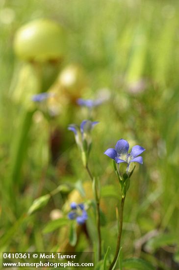 Mendocino Gentian in Darlingtonia fen