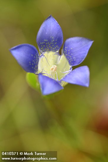 Mendocino Gentian blossom detail