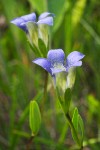 Mendocino Gentian blossoms