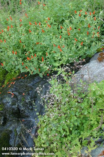 Scarlet Monkeyflower & Western Boykinia along small stream