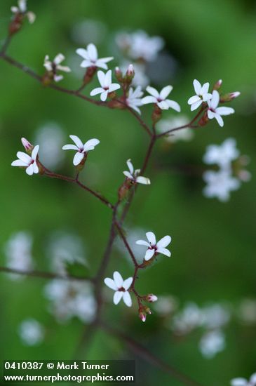 Western Boykinia blossoms detail