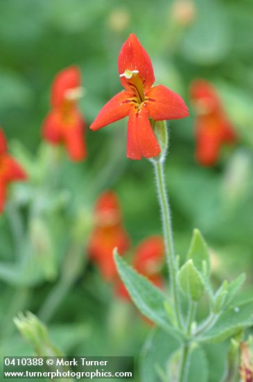 Scarlet Monkeyflower blossoms & foliage detail