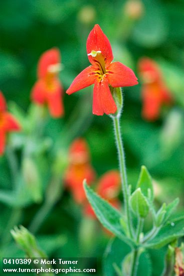 Scarlet Monkeyflower blossoms & foliage detail