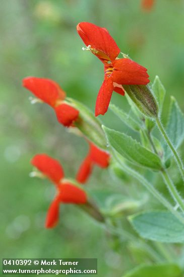 Scarlet Monkeyflower blossoms & foliage detail