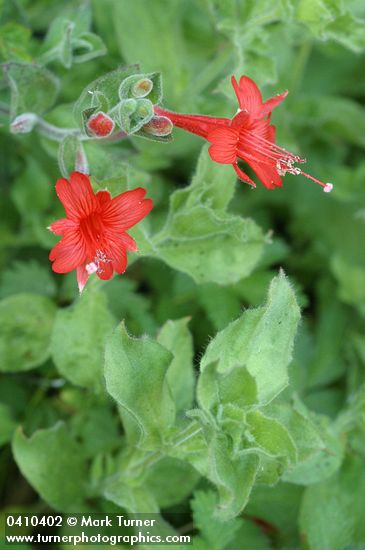 Hummingbird Trumpet blossoms & foliage detail