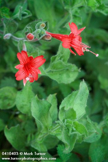 Hummingbird Trumpet blossoms & foliage detail
