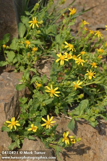 Dwarf Mountain Butterweed