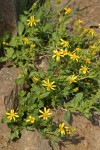 Dwarf Mountain Butterweed