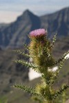 Steens Mountain Thistle w/ rock rib & Alvord Desert soft bkgnd