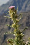 Steens Mountain Thistle w/ rock rib soft bkgnd