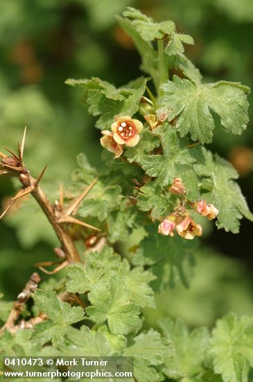 Alpine Prickly Currant blossoms, foliage & thorns detail
