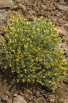Truckee Green Rabbitbrush