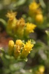 Truckee Green Rabbitbrush blossoms detail
