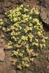 Sulphur-flower Buckwheat 