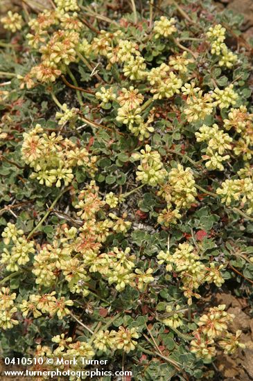 Sulphur-flower Buckwheat 