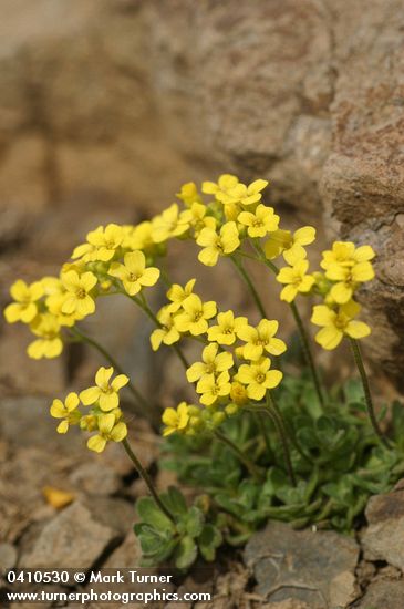 Cusick's Draba