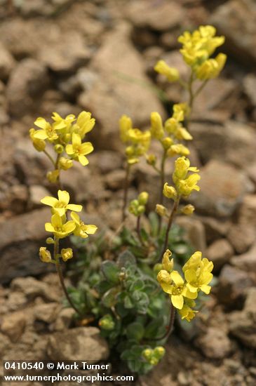 Cusick's Draba