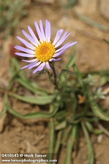 Hayden's Aster