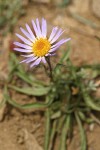 Hayden's Aster