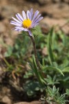 Hayden's Aster