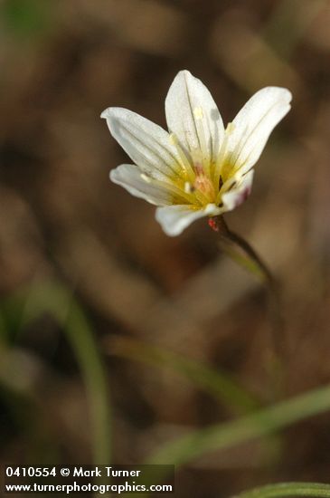 Alpine Lily blossom detail