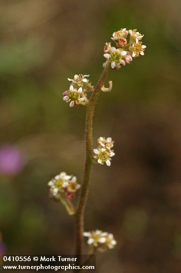 Swamp Saxifrage blossoms detail