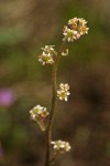Swamp Saxifrage blossoms detail