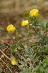 Brewer's Cinquefoil