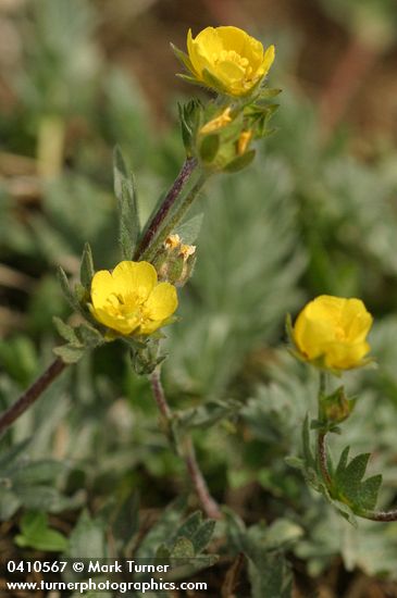 Brewer's Cinquefoil blossoms & foliage detail
