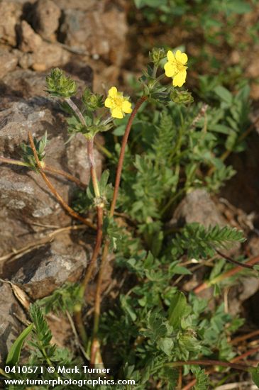 Klamath Cinquefoil